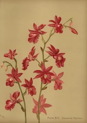 Orchidée hybride de Noël, Calanthe x veitchii